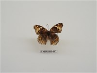 藏品(青眼蛺蝶)的圖片